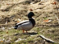 Ducks 0243