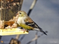 Golden Finch 1885