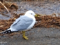Seagull 1831