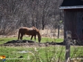 benton_horse_LDD_3247