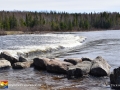 ducks_unlimited_eel_river_LDD_3255
