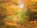 UNB Wood lot05