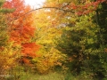 UNB Wood lot06