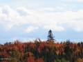 UNB Wood lot10