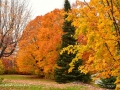 ForesthillCemeteryFall2016SJR_4574