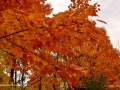 ForesthillCemeteryFall2016SJR_4579