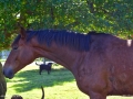horse_LDD_1675