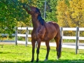 horse_apple_LDD_1670