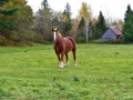 horse_burtts_corner_LDD_1799