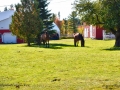 horses_LDD_1678