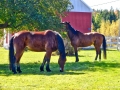 horses_apple_LDD_1665