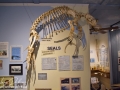 Gaskin Museum of Marine Life©LDD_9008