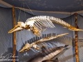 Gaskin Museum of Marine Life©LDD_9017