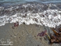 Long Point Beach Grand Manan ©SJR_8089