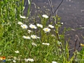 daisies©LDD_4903