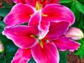 AsianLilly2016a