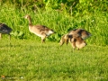 CanadaGeese20160894