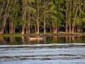 FishingStJohnRiverSJR_1462