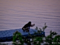 SunsetphotoSJR_0077