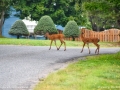deer_island_deer_LDD_0844_HDR