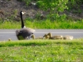 geese002