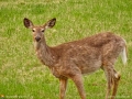 gladyn_deer
